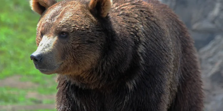 Canada bear attack 2026
